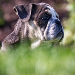 Media '4205_Boujee 13 weeks.jpg' in category 'Pets'