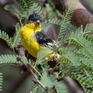 1322 Ash Canyon, AZ-Lesser Goldfinch (M).jpg