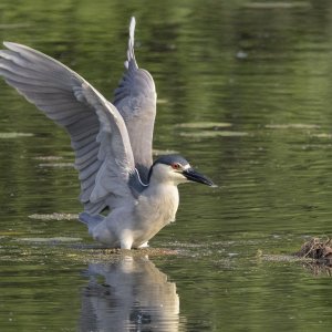 R7_E5110 Black-crowned Night Heron.jpg