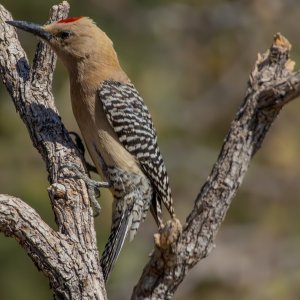 1414 Ash Canyon, AZ-Gila Woodpecker (M).jpg