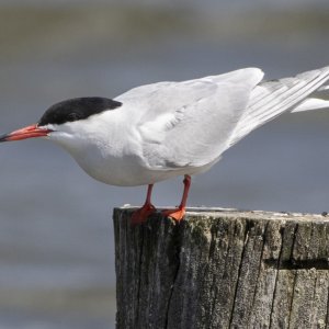 R7_E4731 Common Tern (visdief).jpg