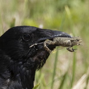R7_E4864 Raven with prey.jpg
