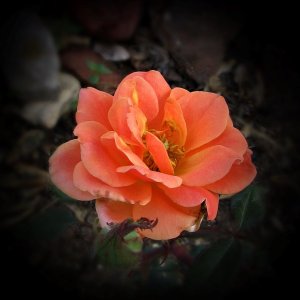 Media 'CoralKnockOut061125_SVGrose021.JPG' in category 'Nature and Landscapes'