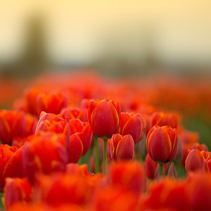 tulips904.jpg