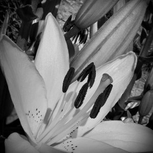 YellowLilywithBuds062825_SVGflwrr012xMacGS.JPG