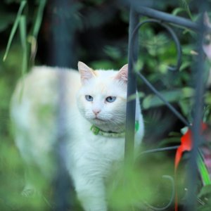 Media '4E0A8736 (Large).JPG' in category 'Pets'