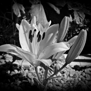 YellowLilies070325_SVG023xzGS.JPG