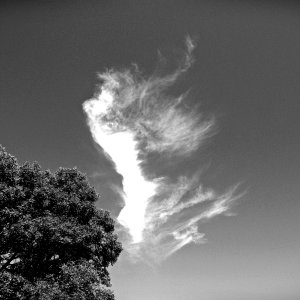 AngellicCloud070325_SVGcld010xBW.JPG
