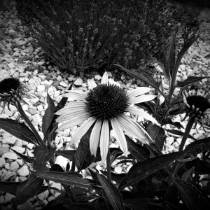 EchinaceaAndLavender070425_SVGflwrs020xGS.JPG