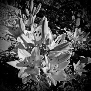 YellowLilies070325_SVG020xGS.JPG