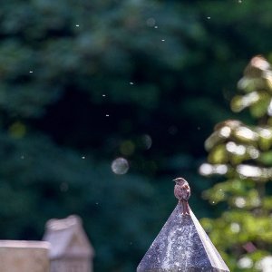 Warriston08Jul25_3529.jpg