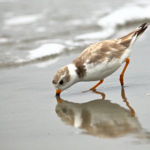 Media '1D4_8742.JPG' in category 'Birds'