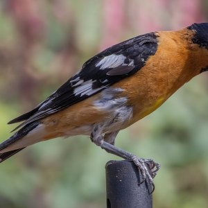 2329 Ash Canyon, AZ-Black-headed Grosbeak (M).jpg
