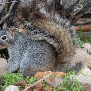 2322 Ash Canyon, AZ-Rock Squirrel.jpg