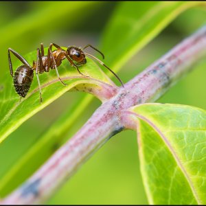 5412_ant.jpg