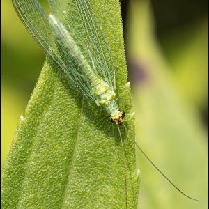 5485_Lacewing Fly - Chrysoperla carnea II.jpg