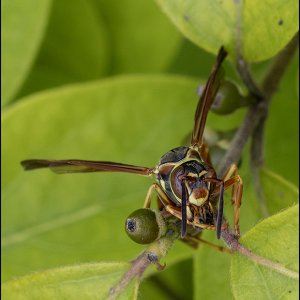 5394_wasp.jpg