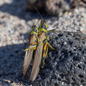 locust-250704.jpg