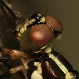 IMG_3387.jpeg