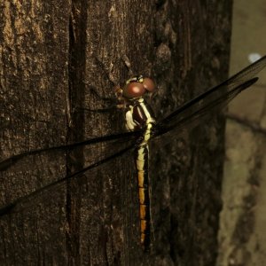 IMG_3376.jpeg