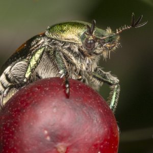 R7_E9305 Japanese Beetle.jpg