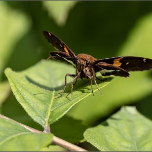 Media 'Silver Spotted Skipper.jpg' in category 'Macro'