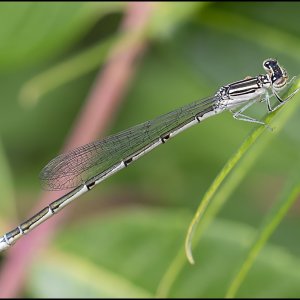 5165_Familiar Bluet.jpg