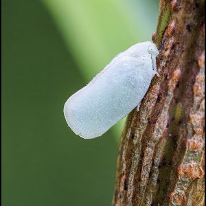 5335-Flatid Planthopper.jpg