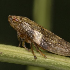 R7_F0185 Leafhopper.jpg