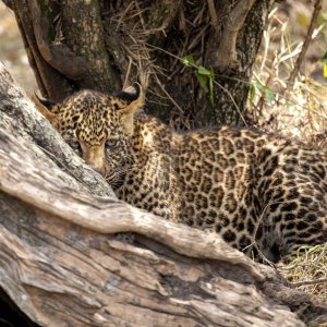 Kenya (559).jpg