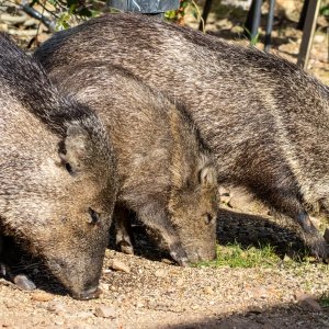 0426 Ash Canyon, AZ-Javelinas.jpg
