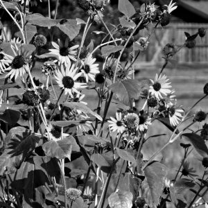 AutumnSunflowerDelights091025_SVGflwrs010xGS.JPG