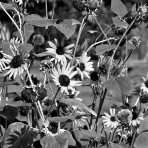 AutumnSunflowerDelights091025_SVGflwrs011xGS.JPG