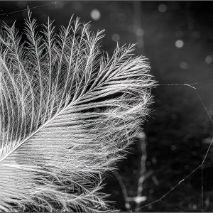 56623_Feather on the web.jpg