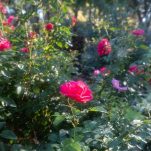 DSCF5608.jpg