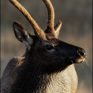 59398_Rocky Mountain Elk Portrait.jpg
