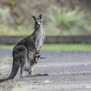 Media 'R1011623.jpg' in category 'Wildlife'