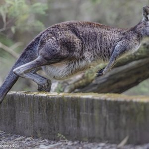 Media 'R1011654.jpg' in category 'Wildlife'