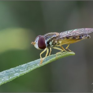 7436_Hover Fly.jpg