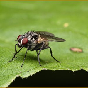 56446_Common fly.jpg