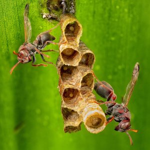 R5m2 R5M25244 Crop 1600.jpg