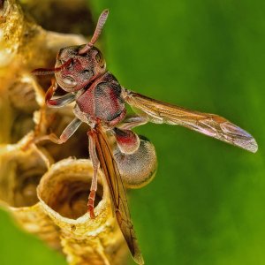 R5m2 R5M25456 Crop 1600.jpg