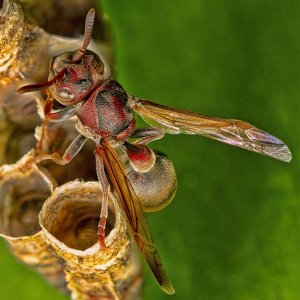 R5m2 R5M25366 Crop 1600.jpg