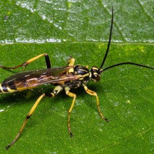 R7_E8374 Ichneumon wasp.jpg