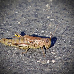 Media 'IMG_5162.jpg' in category 'Macro'