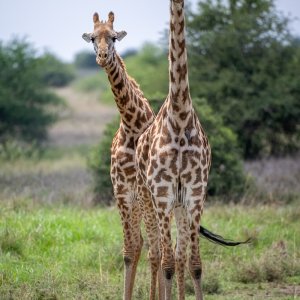 giraffes_bp.jpg