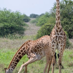 giraffes_kneel _bp.jpg
