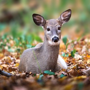 deer-6.jpg