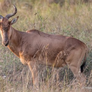 Coke’s hartebeests_et.jpg