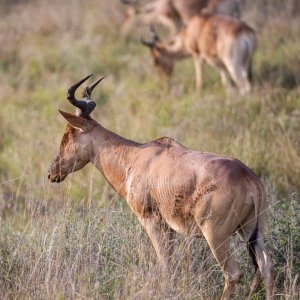 Coke’s hartebeests_et (2).jpg